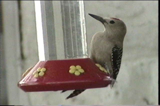 Gila Woodpecker - ML435710