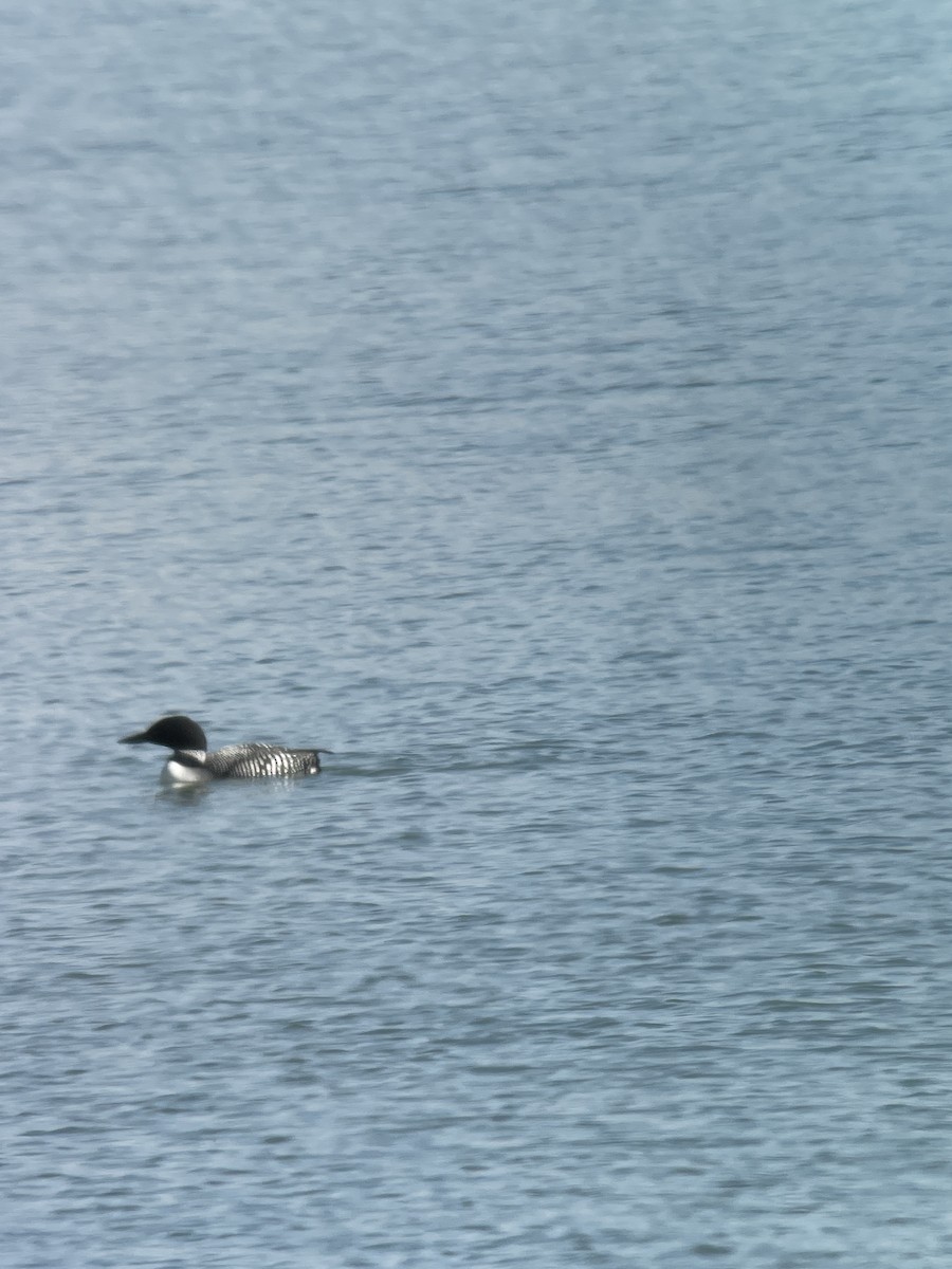 Common Loon - ML435710081