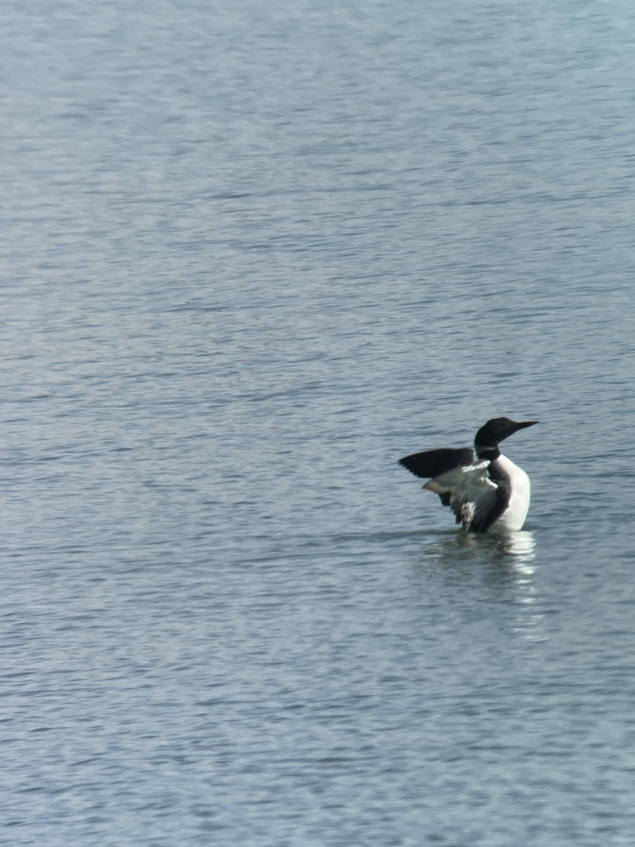 Common Loon - ML435710121