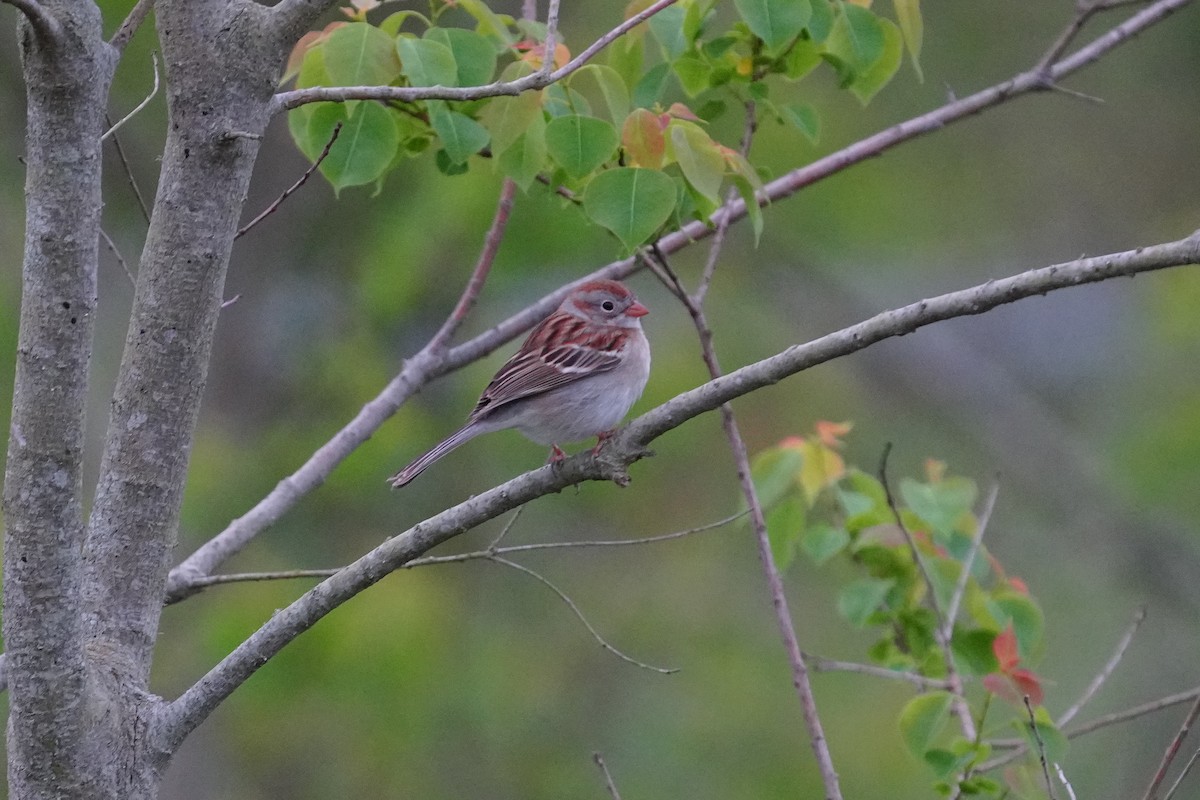 Field Sparrow - ML435712071