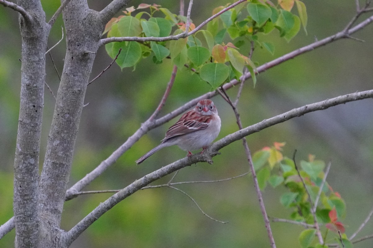 Field Sparrow - ML435712221