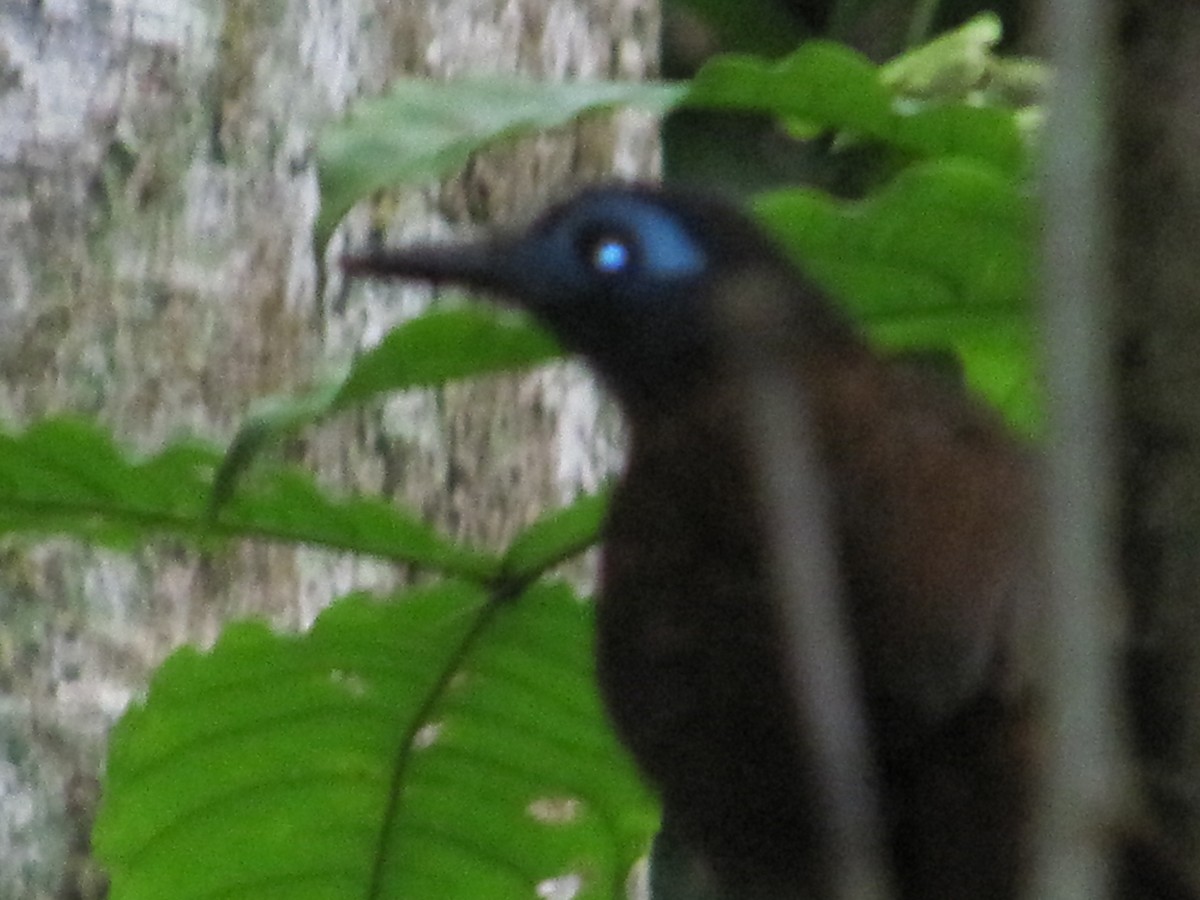 Chestnut-backed Antbird - ML43571231
