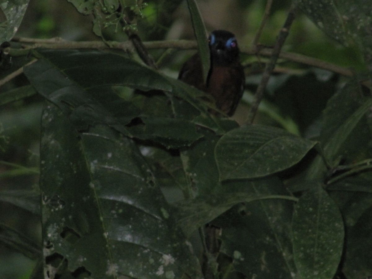 Chestnut-backed Antbird - ML43571241