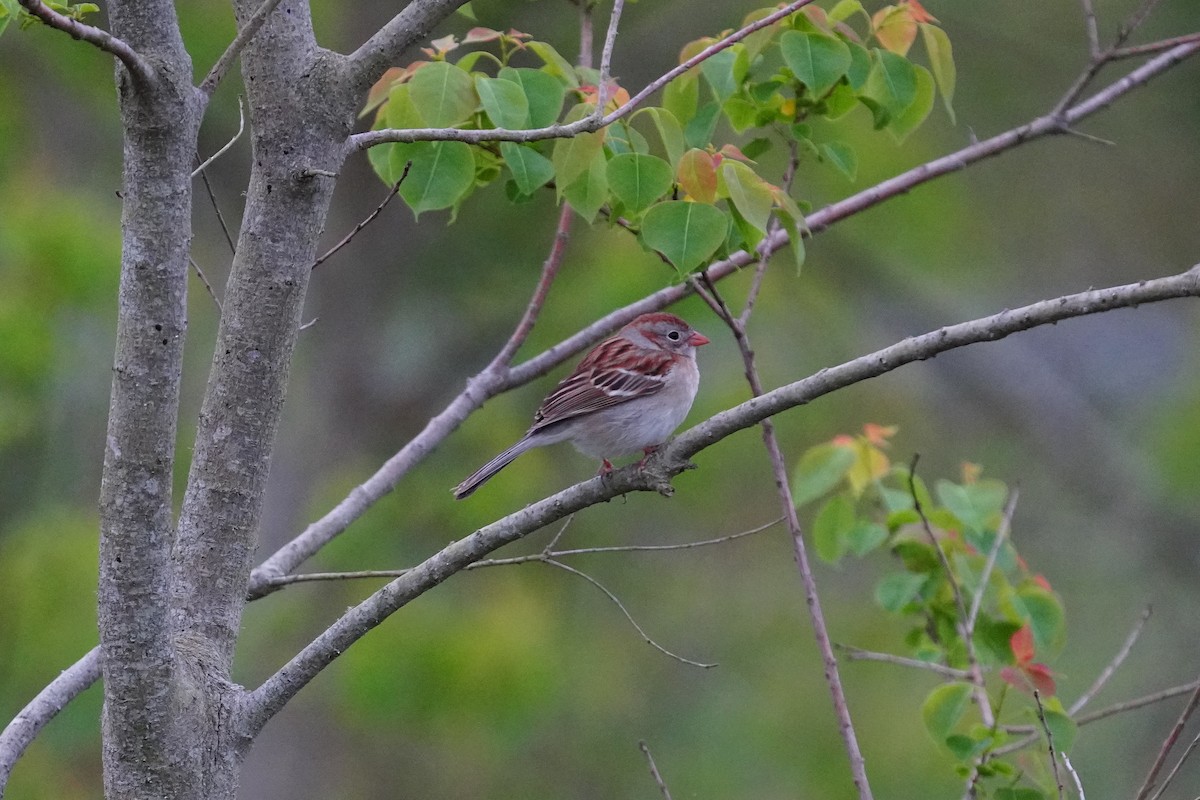 Field Sparrow - ML435712411