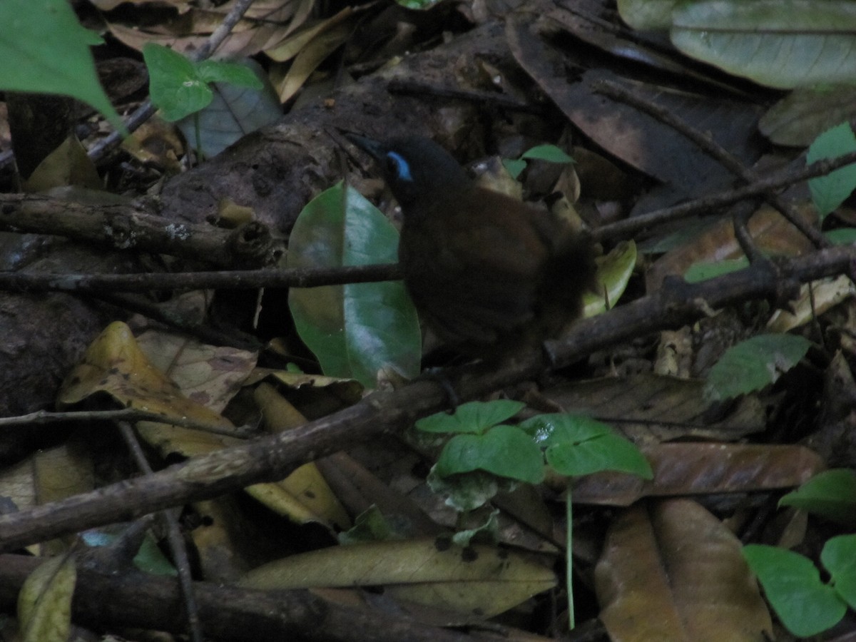 Chestnut-backed Antbird - ML43571281
