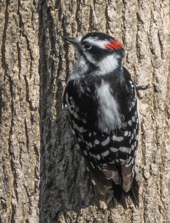 Downy Woodpecker - ML435712941
