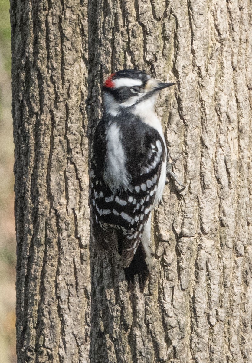 Downy Woodpecker - ML435712951