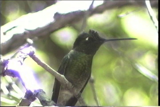 Violettkron-Brillantkolibri - ML435713