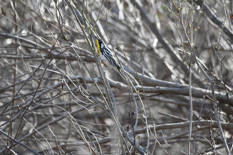 Yellow-throated Warbler - ML435713381