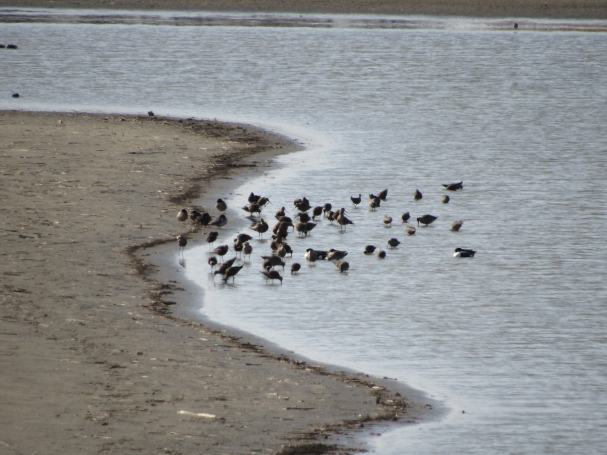 Marbled Godwit - ML435714731