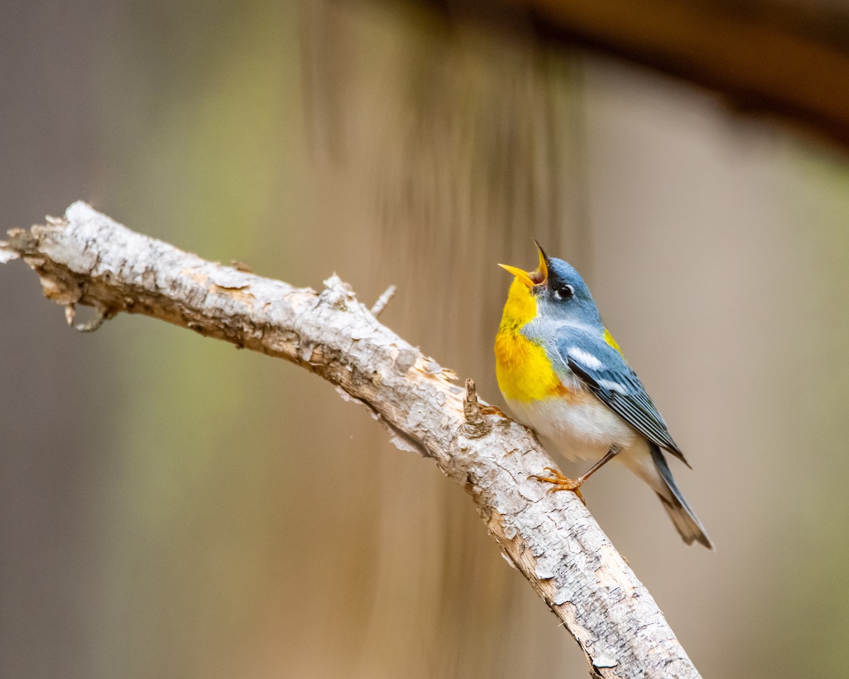 Northern Parula - ML435715871