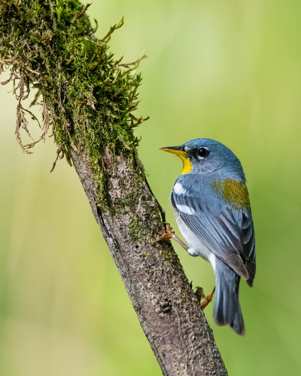 Northern Parula - ML435715911