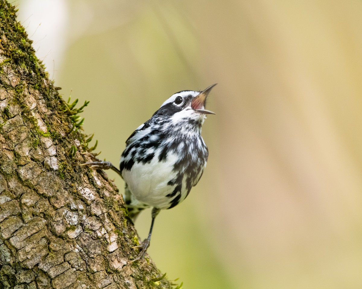 Black-and-white Warbler - ML435716161