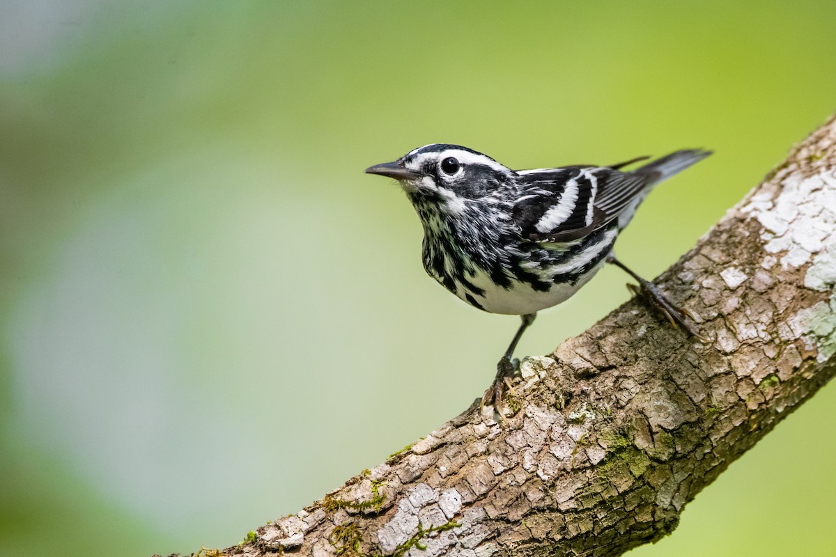 Black-and-white Warbler - ML435716221