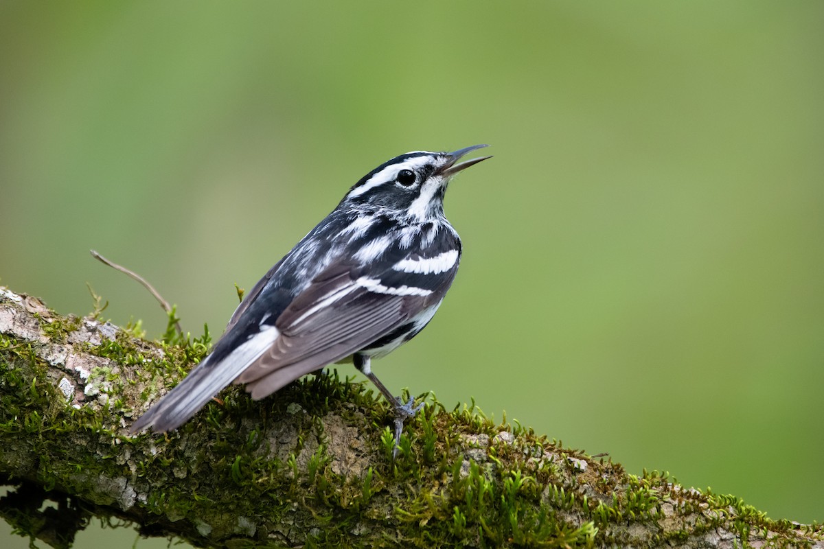 Black-and-white Warbler - ML435716291