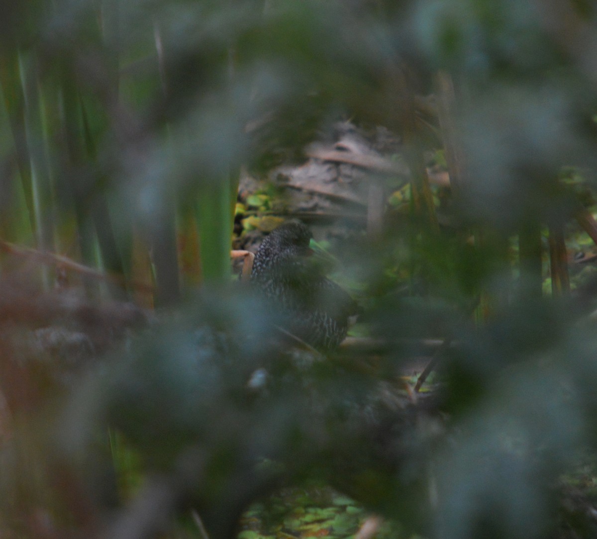 Spotted Rail - ML435716971