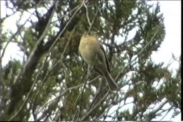 Buff-breasted Flycatcher - ML435718