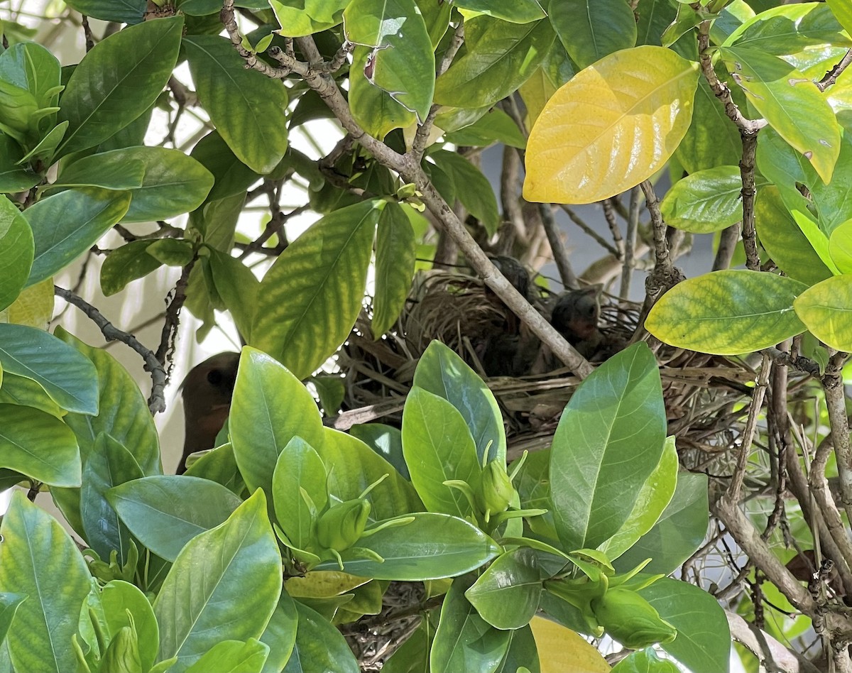 Northern Cardinal - ML435718051
