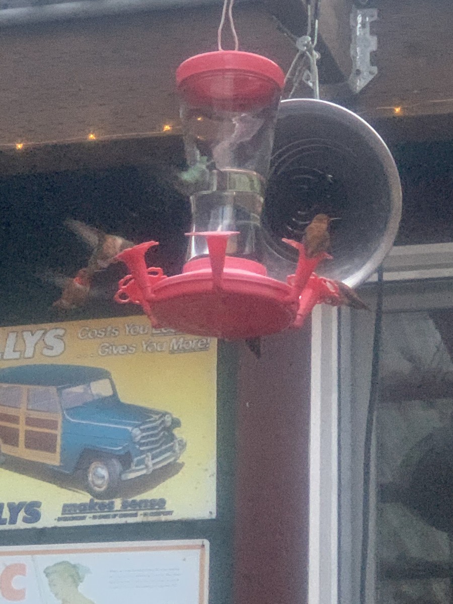 Rufous Hummingbird - ML435718551