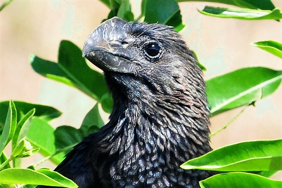 Smooth-billed Ani - Alan Sankey  COHL