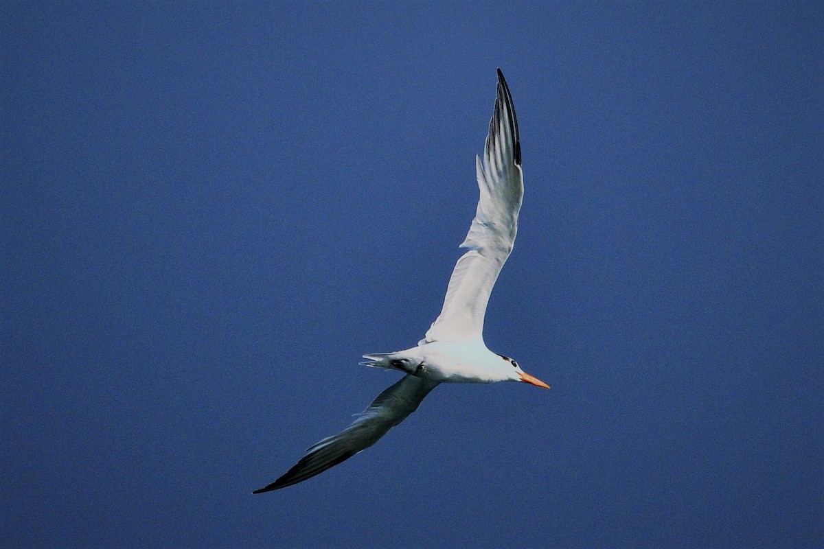 Royal Tern - Alan Sankey  COHL