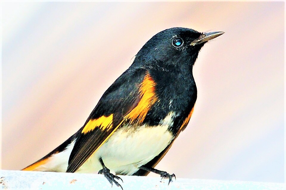 American Redstart - Alan Sankey  COHL