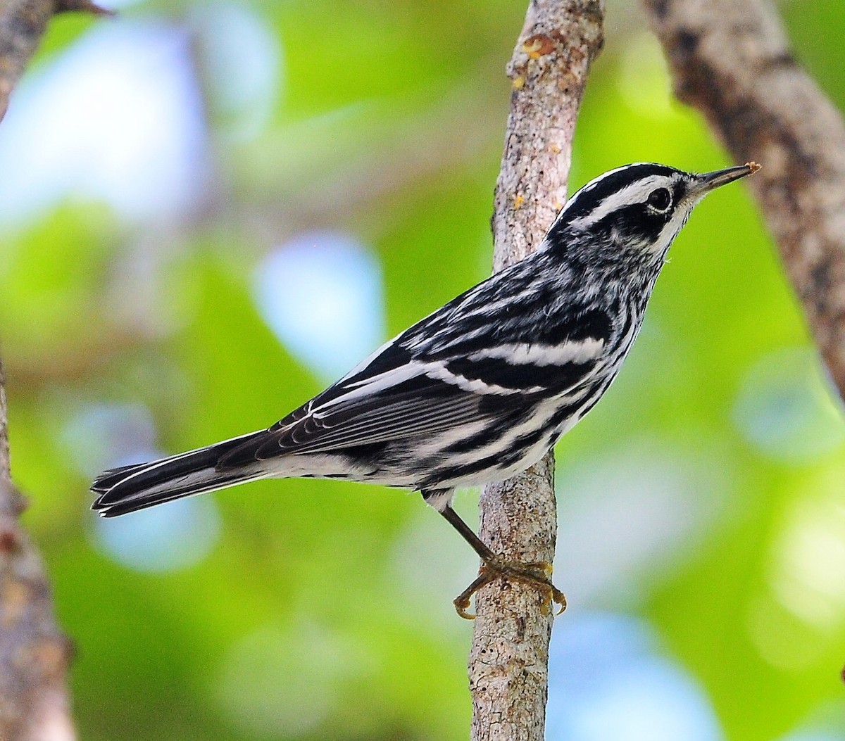 Black-and-white Warbler - Alan Sankey  COHL