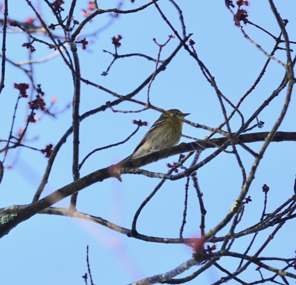 Pine Warbler - ML435720501