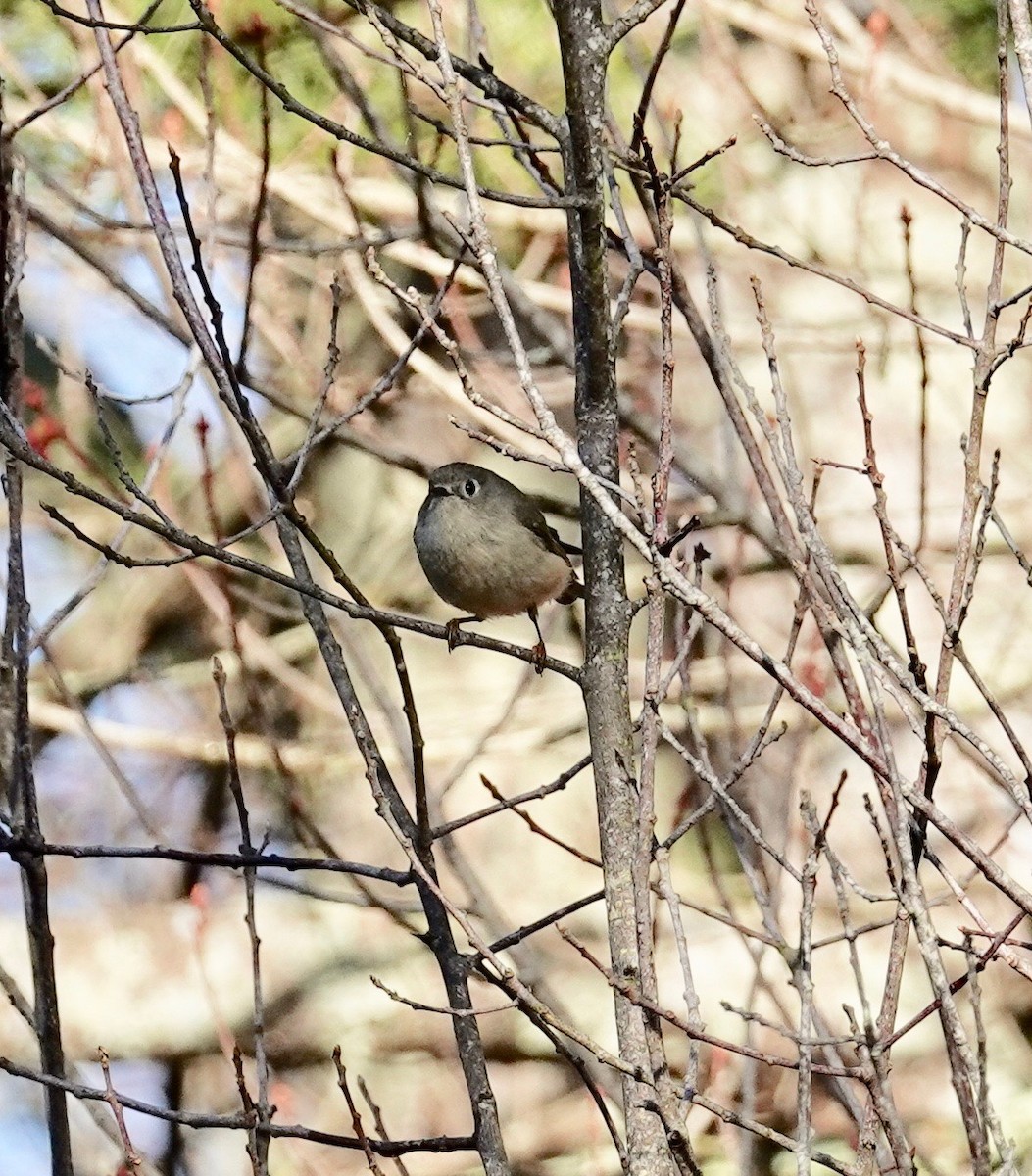 Ruby-crowned Kinglet - Kevin F Murphy