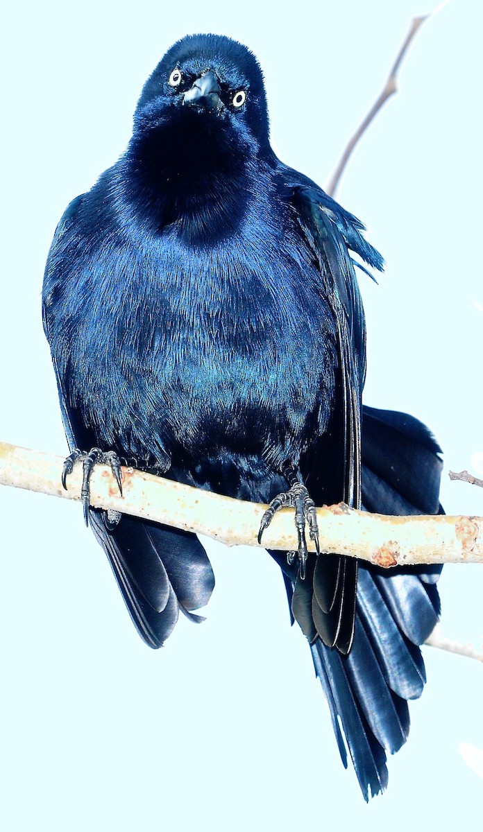 Greater Antillean Grackle - Alan Sankey  COHL