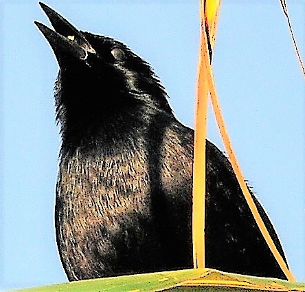 Cuban Blackbird - Alan Sankey  COHL