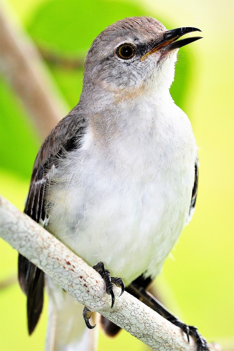 Northern Mockingbird - Alan Sankey  COHL