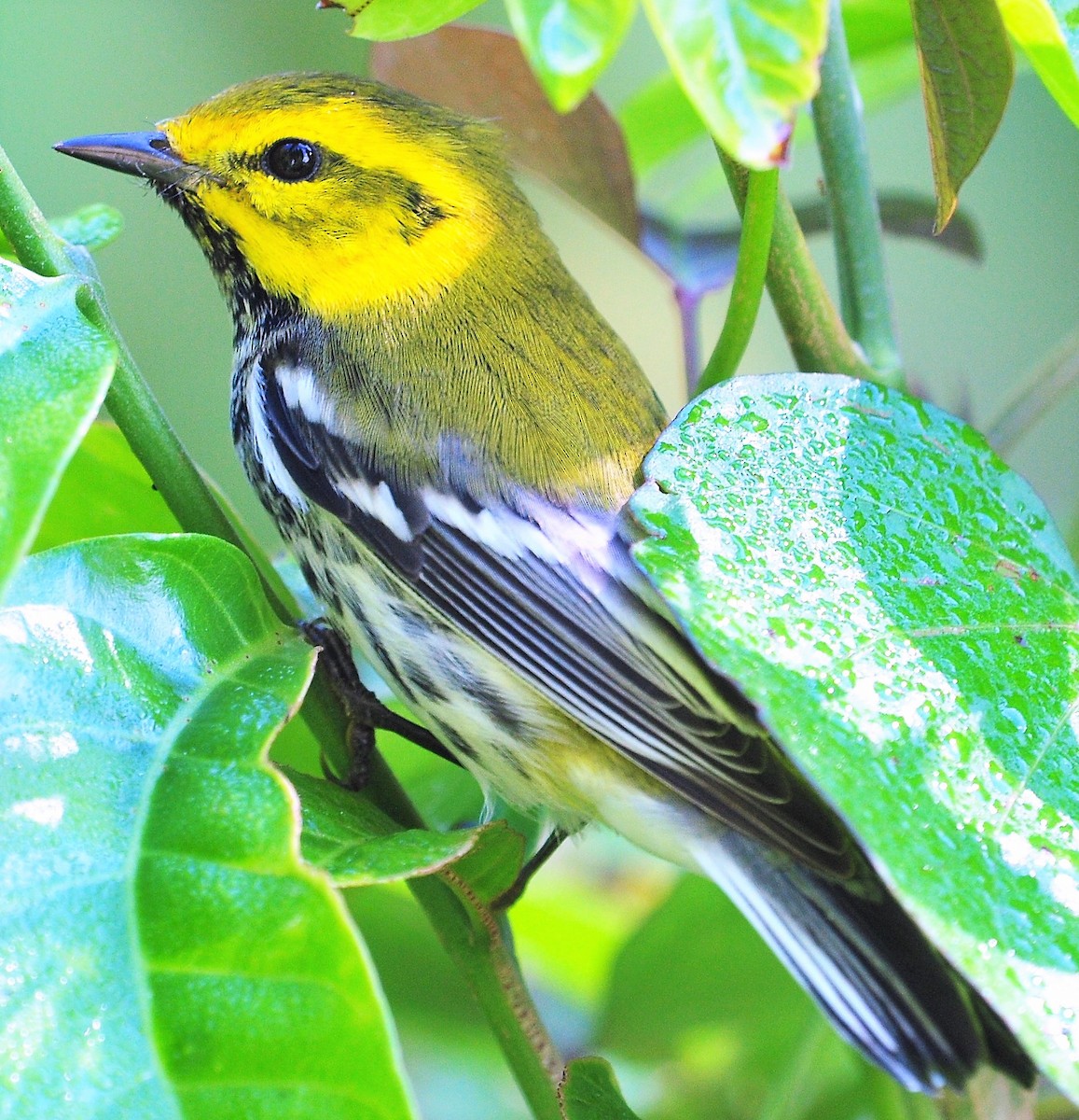 Black-throated Green Warbler - Alan Sankey  COHL