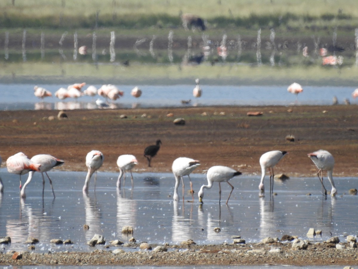 James's Flamingo - ML435721571