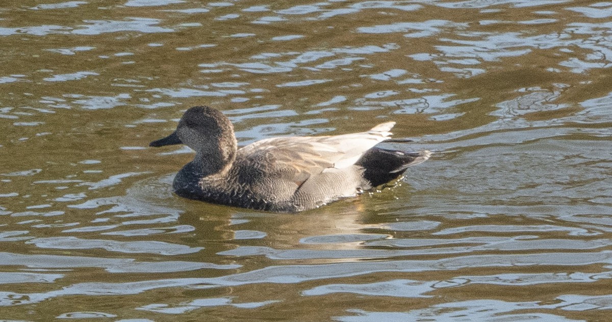 Бор нугас - ML435721861