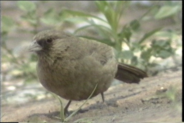 Abert's Towhee - ML435722