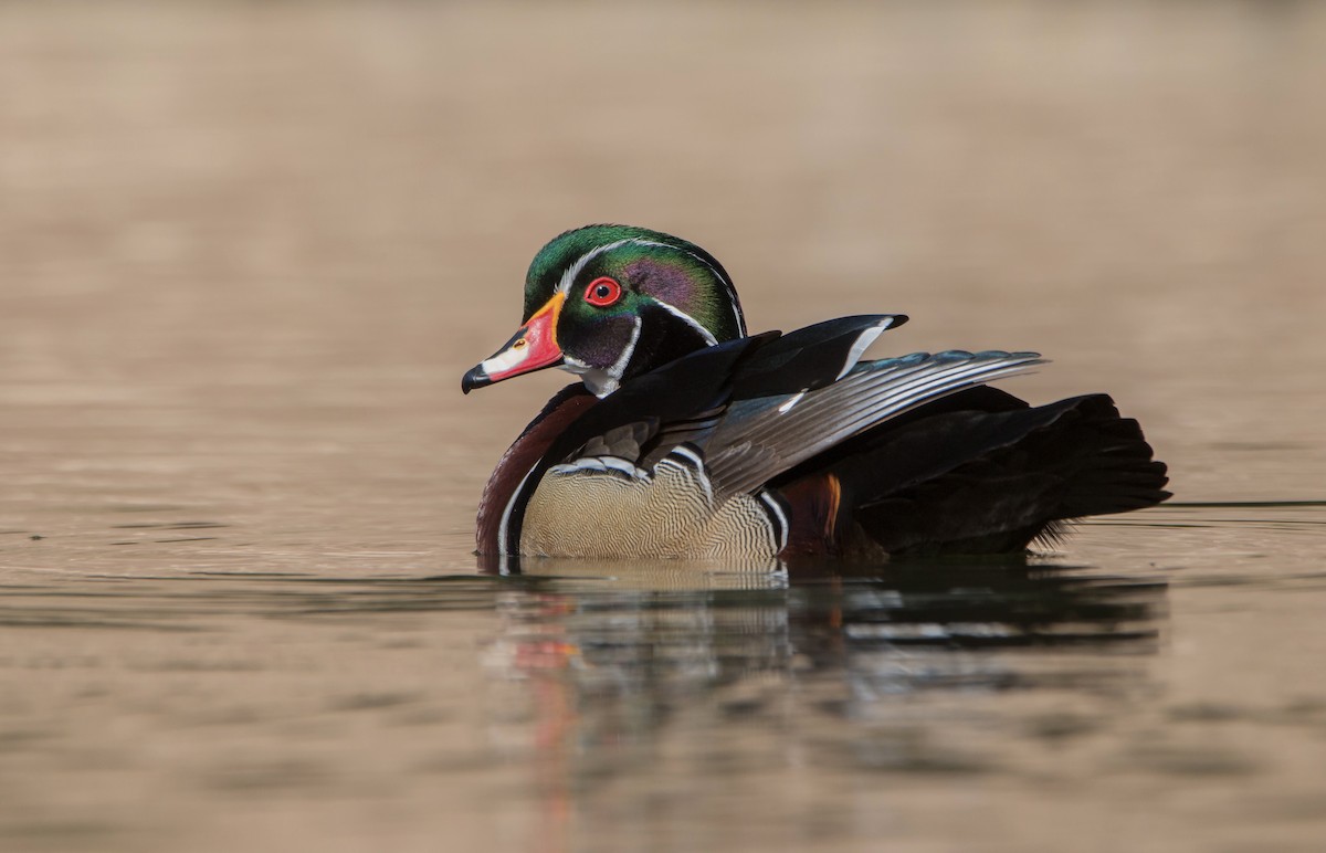 Wood Duck - ML435723331