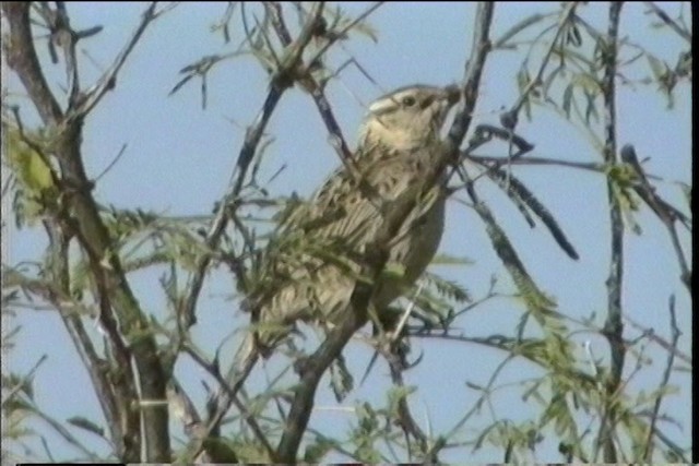 Chihuahuan Meadowlark - ML435727