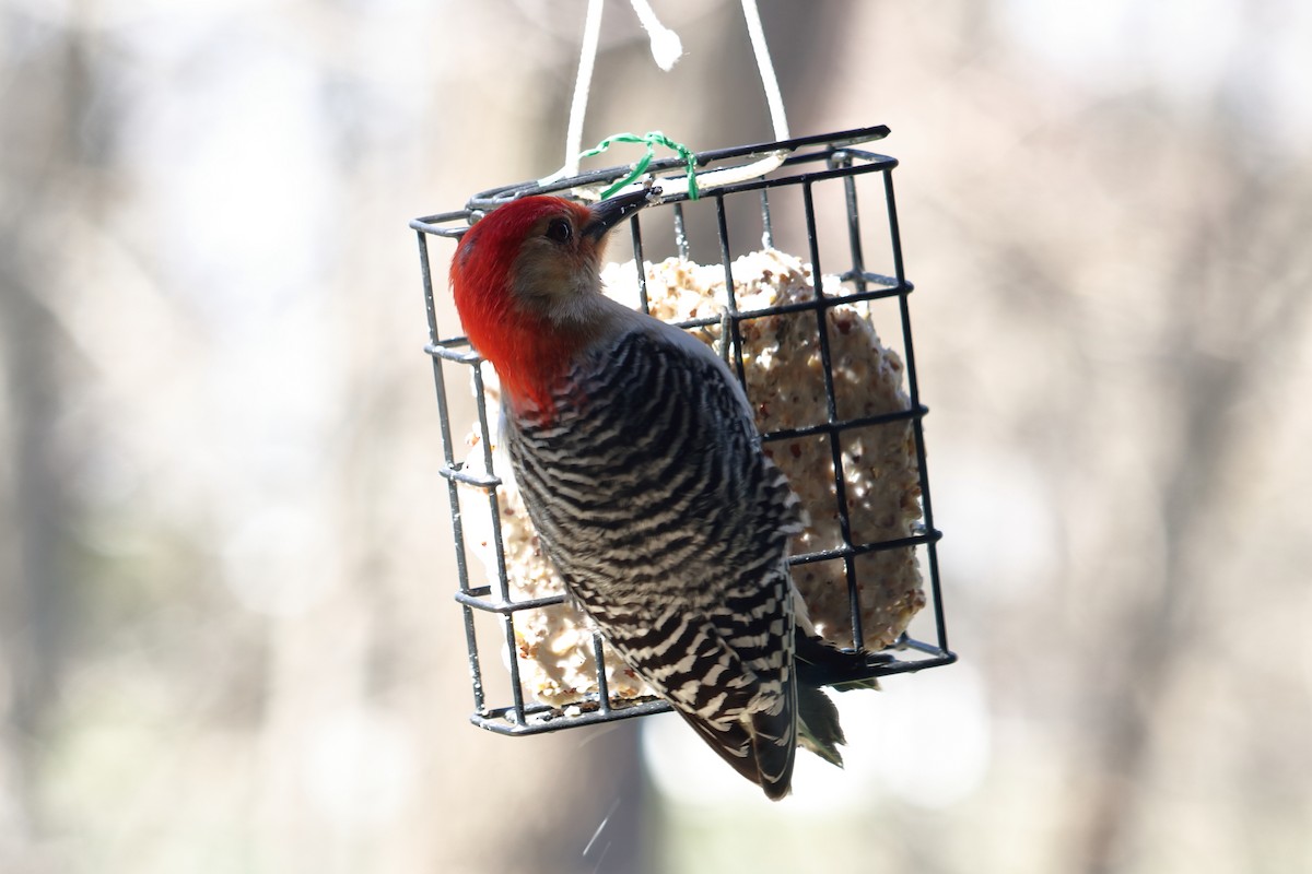 Red-bellied Woodpecker - ML435727861