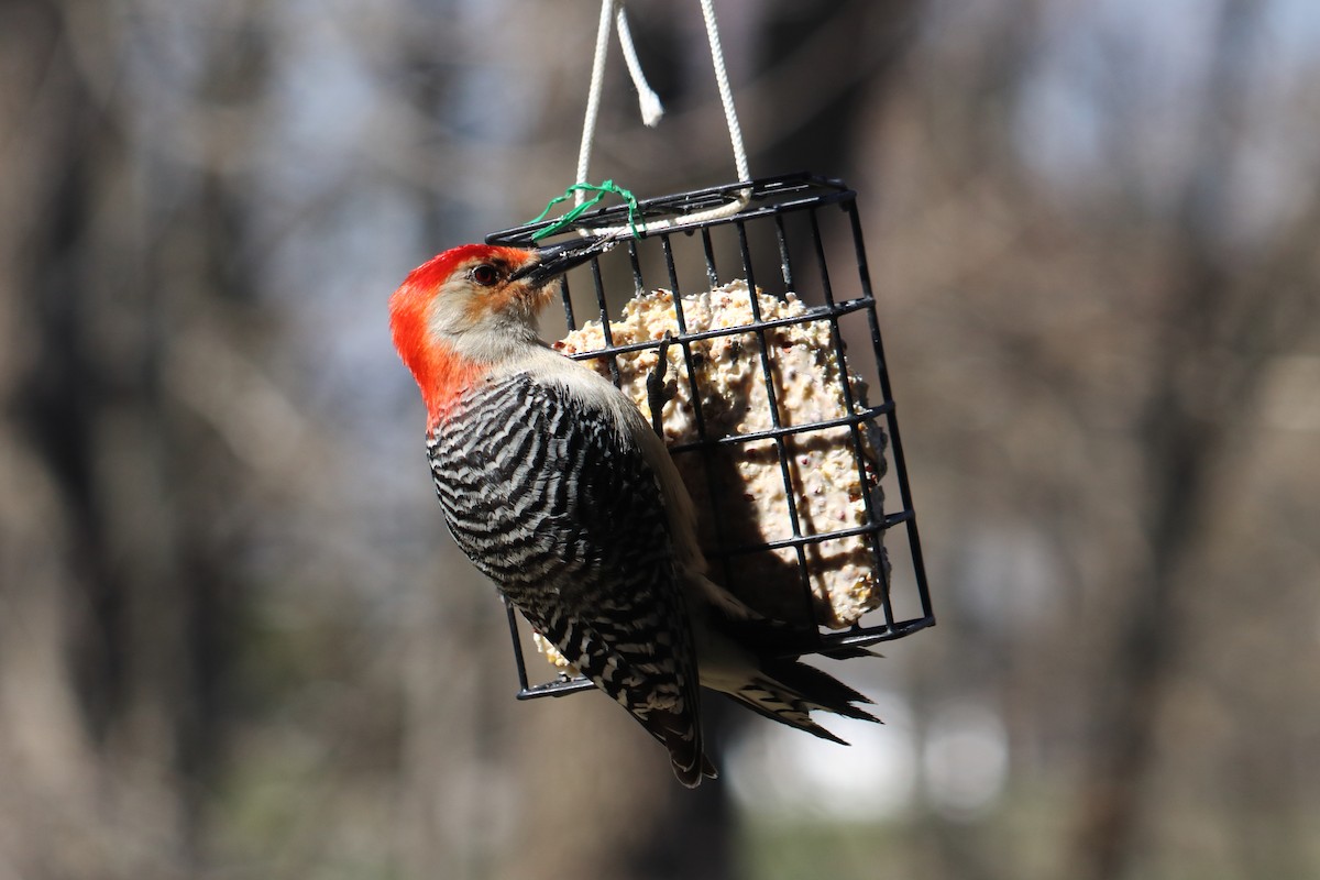 Red-bellied Woodpecker - ML435727871