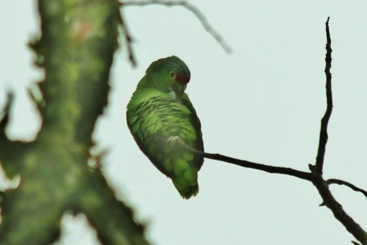 Red-lored Parrot - ML435728441