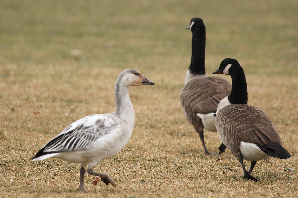 Snow Goose - ML43572911