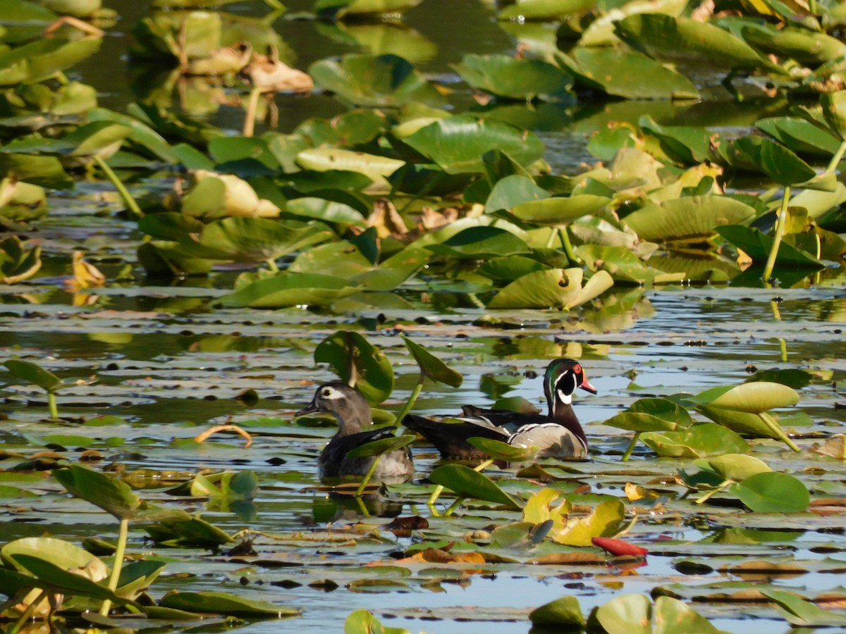 Wood Duck - ML435730011