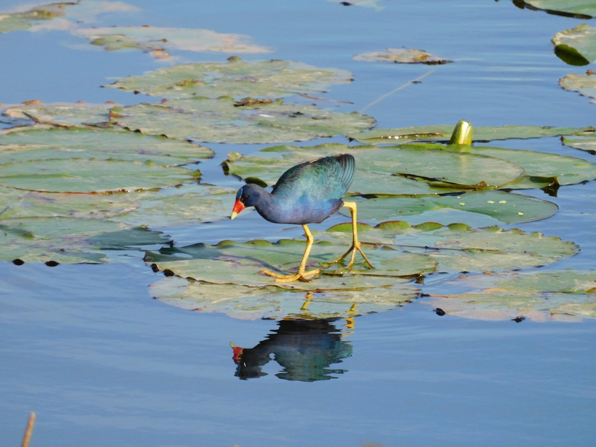 Purple Gallinule - ML435730051