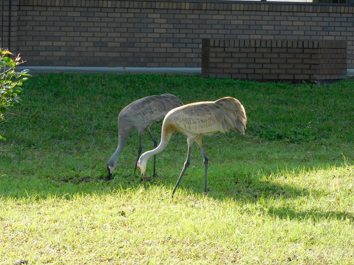 Sandhill Crane - ML435730081