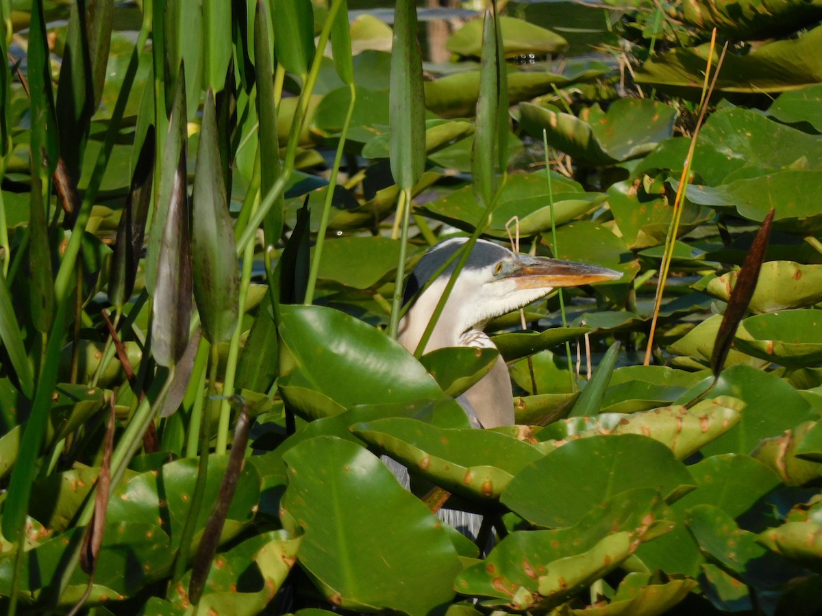 Great Blue Heron - ML435730131