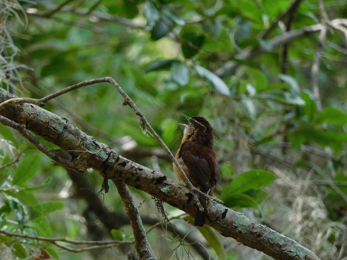 Carolina Wren - ML435730231