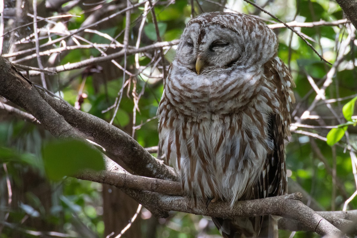 Barred Owl - ML435730361