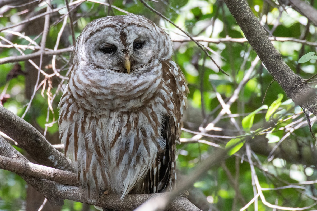 Barred Owl - ML435730371