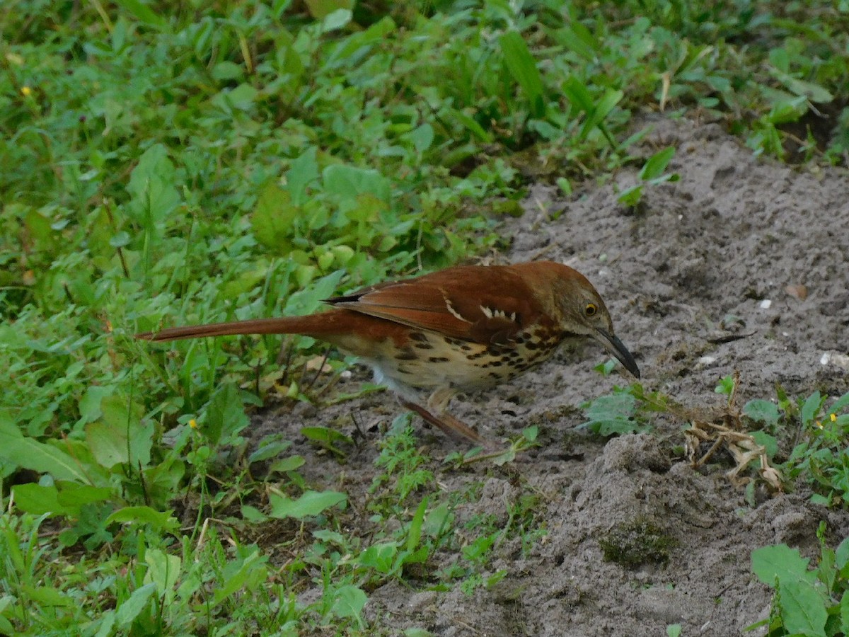 Brown Thrasher - ML435730631